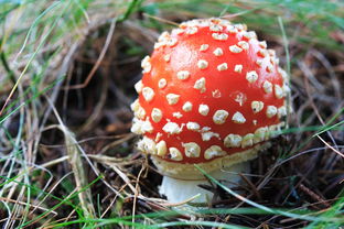 世界菌类科普书:轻松探索真菌王国,开启奇妙自然之旅