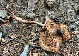 菌类的知识大全:从识别到营养,轻松掌握食用与避毒技巧