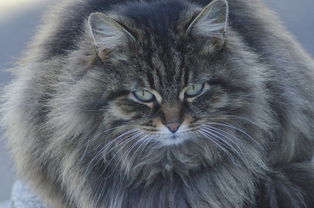 斑马常识：揭秘动物智慧如何解决生存挑战，让自然观察更轻松有趣