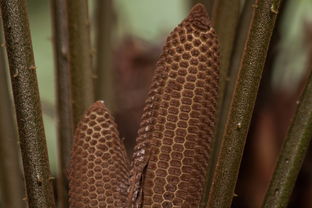 菌种是什么属于什么生物？揭秘微生物世界的分类奥秘与实用价值